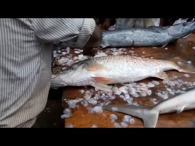Cutting Seabass Fish || Amazing Fish Filleting In Village Market India 2016 - 2017
