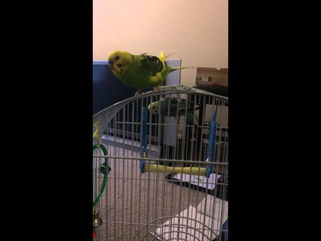 Pistachio Meets Cashew for the first time.