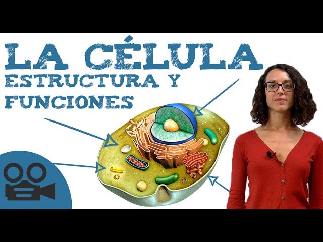 What is a cell: structure and functions