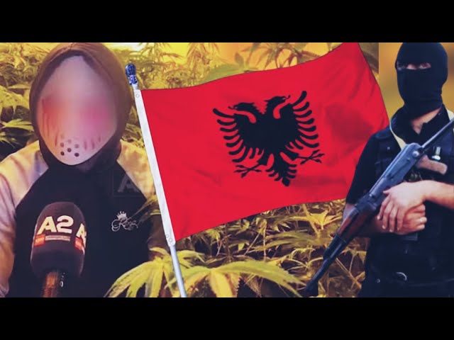 How the Albanian Mafia RUINED the Stardawg Strains...