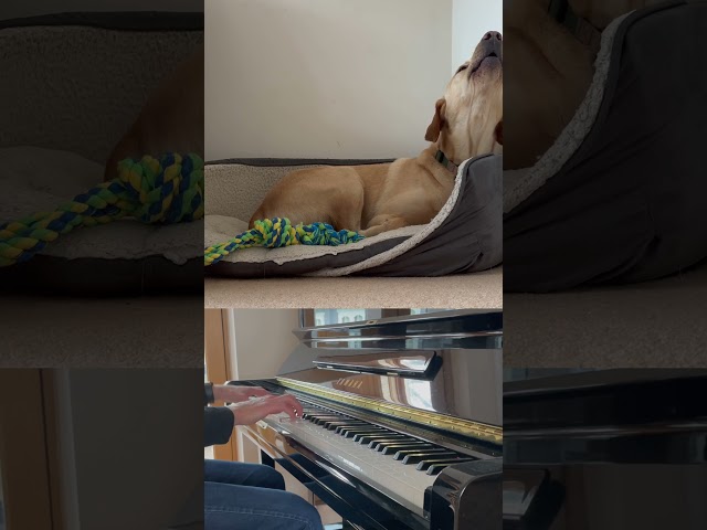 My dog covers Billy Joel! Turn The Lights Back On. #musicdogs #billyjoel #comedy