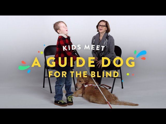 Kids Meet a Guide Dog for the Blind | Kids Meet | HiHo