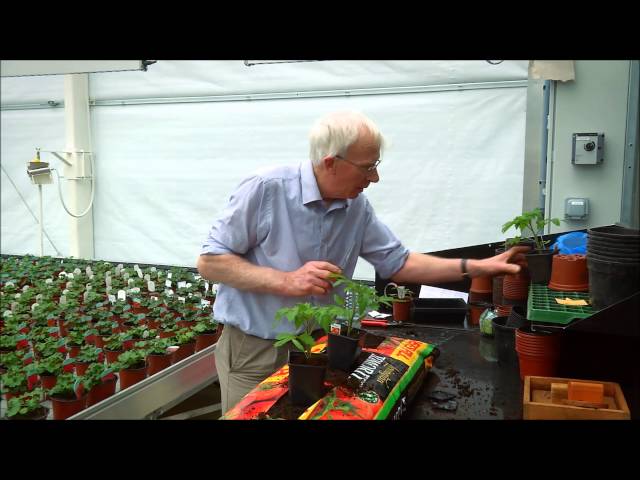 How to Plant Tomatoes in a Grow Bag | Easy UK Gardening Guide for Beginners
