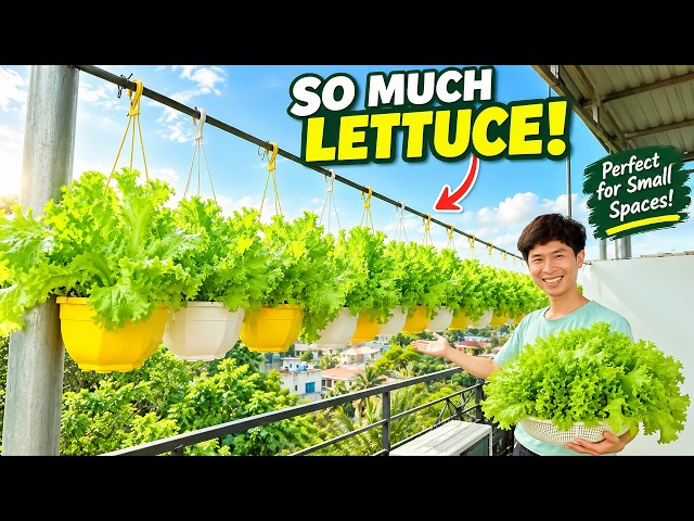 I Grew So Much Lettuce in Hanging Pots — Perfect for Small Spaces!