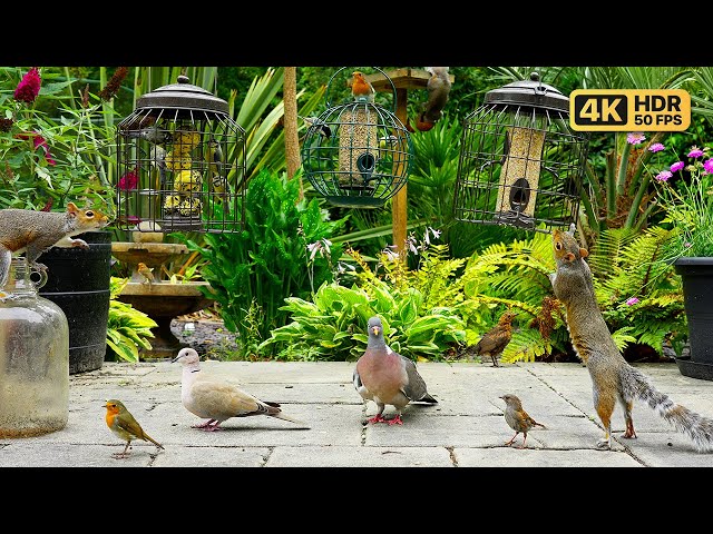 Cat TV for Cats to Watch 😸 Shy Birds & Persistent Squirrels 🕊️🐿️ Videos for Cats 4K HDR