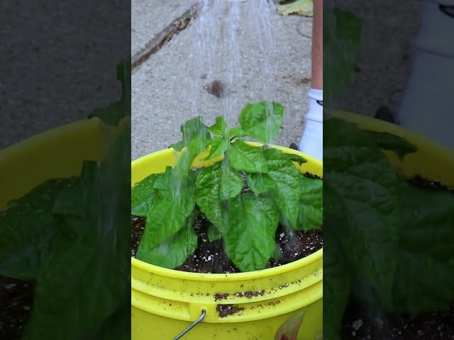 Watering My Carolina Reaper Plant! 🔥🥵 #carolinareaper #superhot #gardeningtechniques