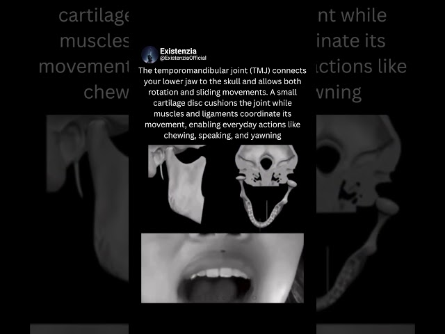 The Temporomandibular Joint (TMJ): How Your Jaw Joint Works