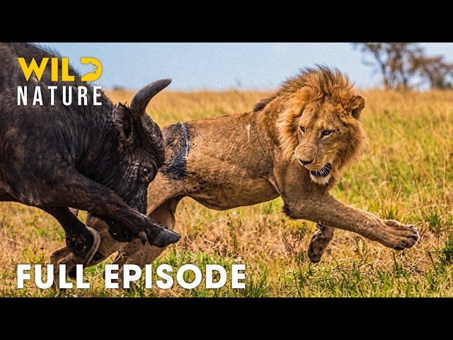 Predator vs Prey | Battles for Survival in Animal Kingdom  (Full Episode) | Wildlife Documentary