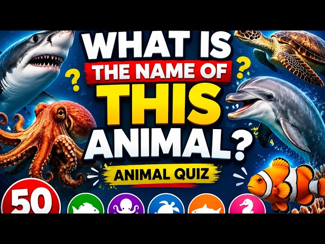 What Is the Name of This Sea Animal?