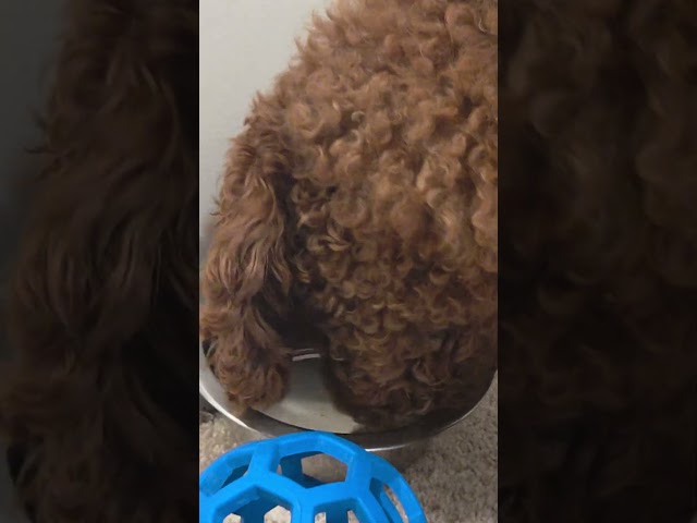 I Nearly Passed Out While Poopin!