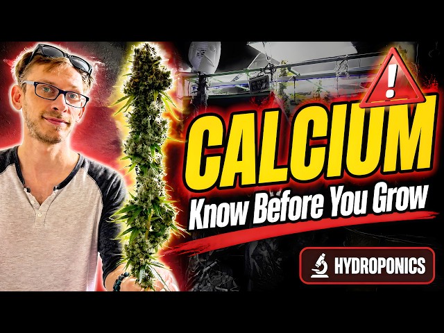 What Literally NOBODY Tells You About Calcium Will Blow Your MIND!