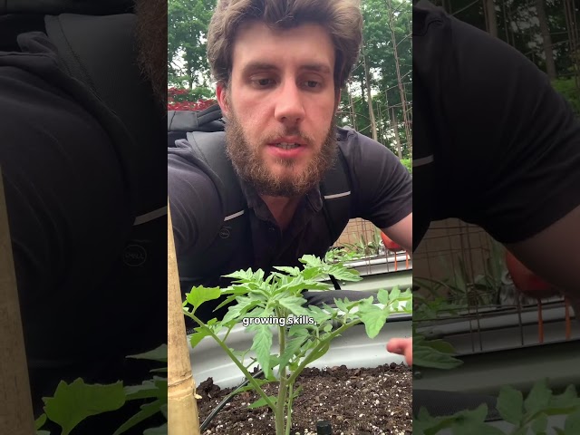 Plan for Success in the Tomato Garden 🍅