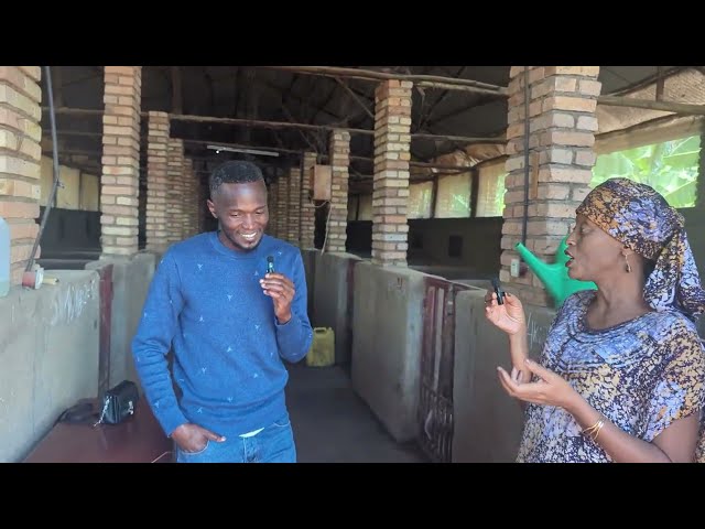 🌍 Yavuye i Burayi ✈️ Aza Korora Ingurube mu Rwanda🐖 | Ingurube 5 Zavuyemo Ubworozi Bukomeye 🚀💰
