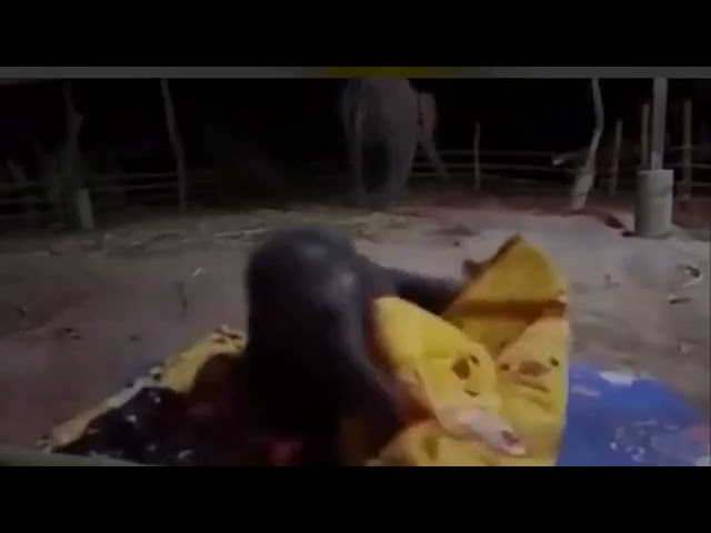 #Baby #Elephant got #scared while #sleeping in #night