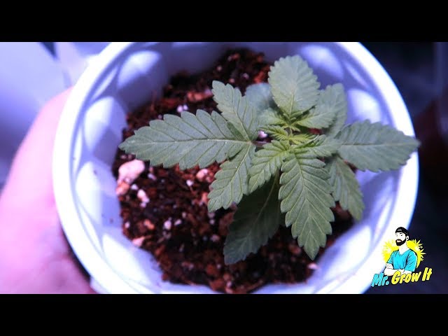 Parts Per Million (PPM) For Cannabis Plants!
