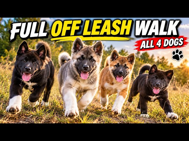 Full Off-Leash Walk With All 4 Puppies | Episode 1