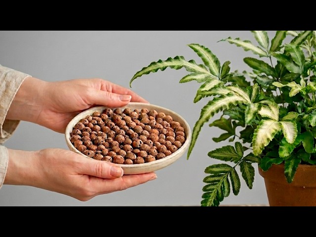 The 1-Minute Trick to Make Your Houseplants Thrive 🌿