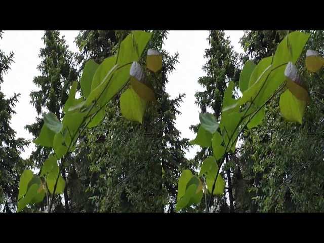 Spring 3D