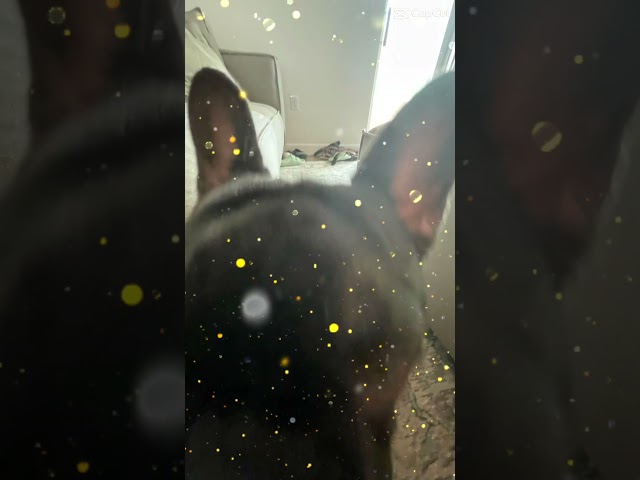 Our cursed puppy!!