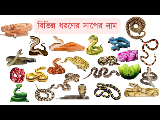 Snake Name For Kids | 20 Learning Video In English & Bengali With Picture | Snake Toddler Vocabulary