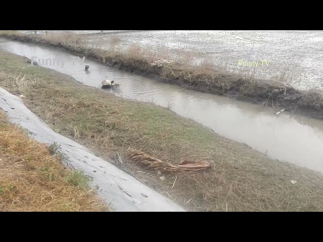 Funny TV | Rice sowing and fishing in Can Tho, Vietnam