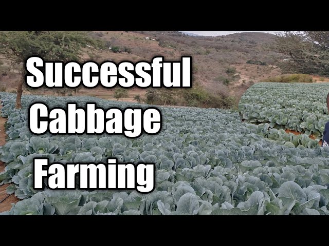 Cabbage Farming
