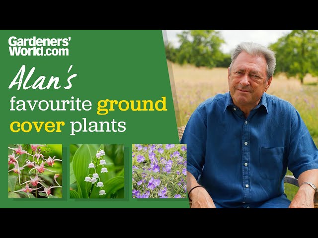 Five ground cover plants I LOVE | Alan Titchmarsh