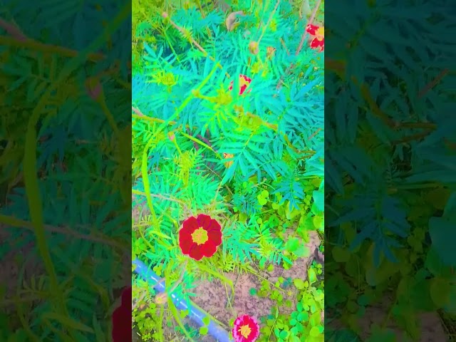 #beautiful flower #like #subscribe #nature