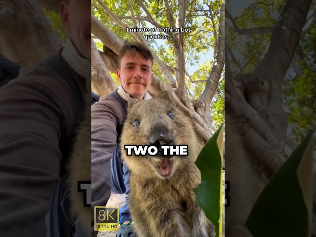 CUTE WILD ANIMALS IN THE WORLD 8K VIDEO ULTRA HD