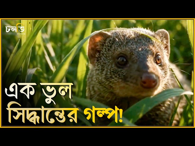 সাপের বদলে বেজিই হলো বিপদ! || চলতি