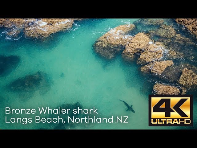 Langs Beach Bronze Whaler Shark Approach