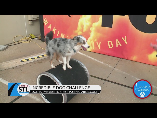 Purina Farms shows us some canine tricks!