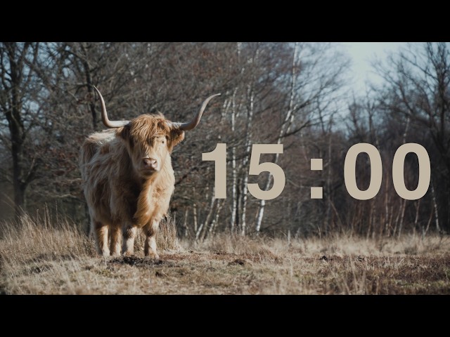 15 Minute Classroom Timer with Country Western Music | Peaceful Highland Cow | Study & Quiz Timer