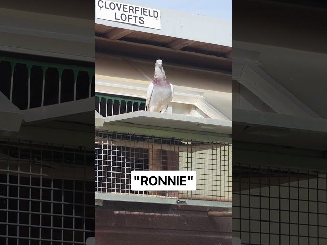 "RONNIE" IS LOOKING SO GOOD AFTER THE WEEKENDS RACE #racingpigeons #britishracing