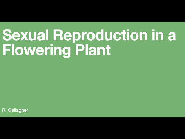 Sexual Reproduction in a Flowering Plant