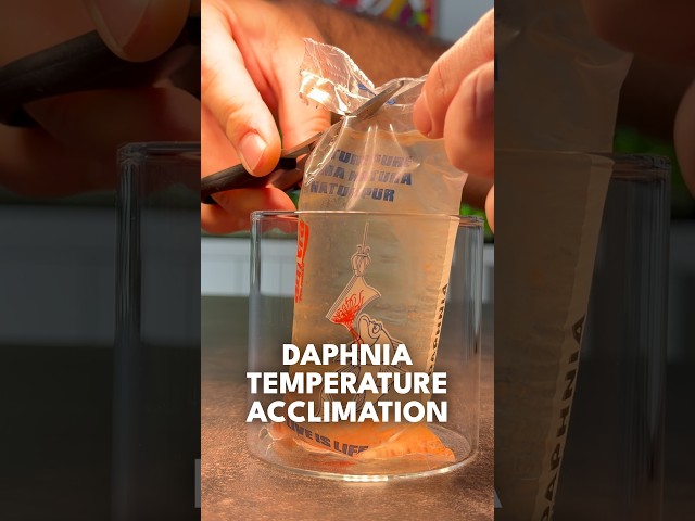 Free Live Fish Food Hack