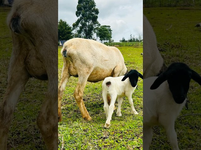 Dorper sheep farming #shorts #short #shortvideo