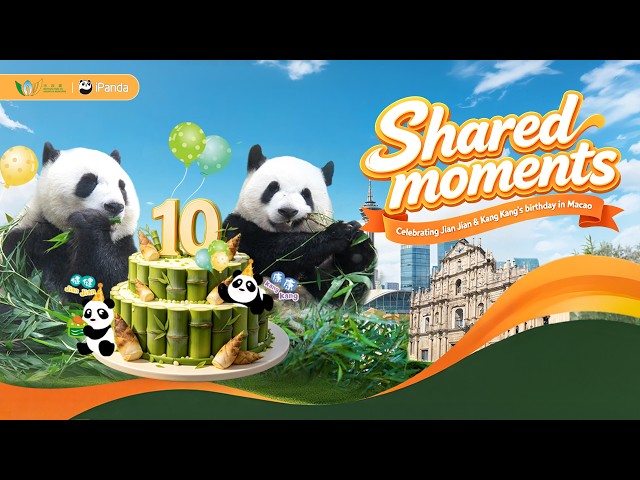 Live Now: Celebrating Jian Jian & Kang Kang's birthday in Macao | iPanda