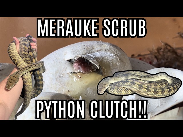 Merauke Scrub Python Clutch | Beautiful Red Babies!