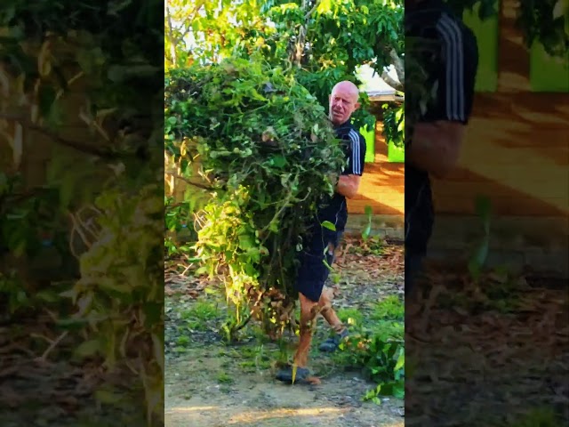 Sweat, Blood & WEEDS: Extreme Garden Makeover