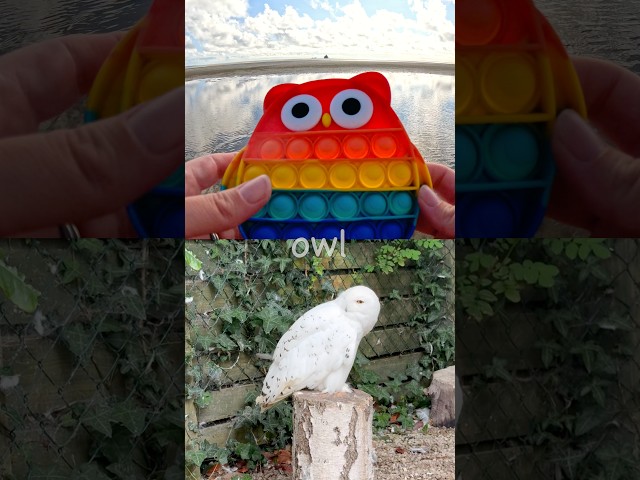 Learn at the Beach | Animal Names for Kids: Emu Owl Elephant Duck Cheetah