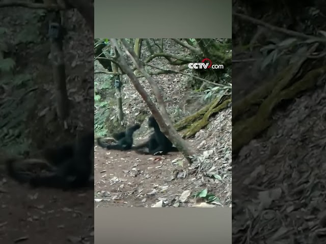 Rare footage of endangered western black crested gibbons in Yunnan