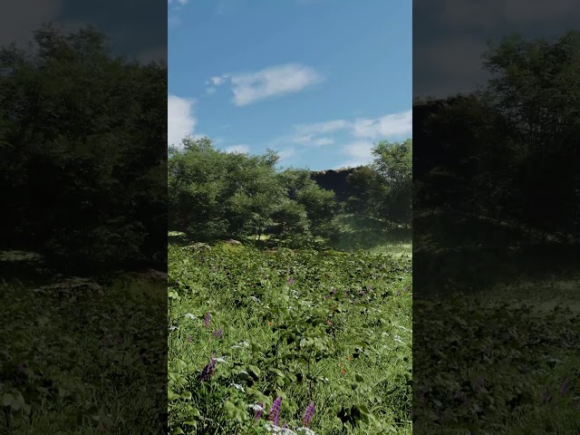 Crickets chirping in the forest  #nature #forestwhispers #birds #cricketssounds #nature