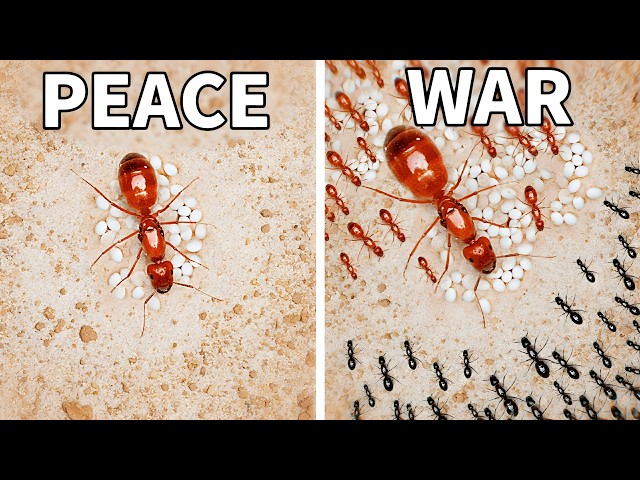 Simulating an Ant Colony for 1000 Days
