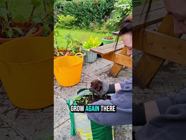 How to grow spinach in a sack — Part 3