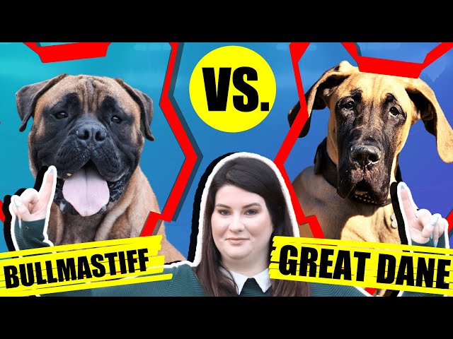 BULLMASTIFF VS GREAT DANE