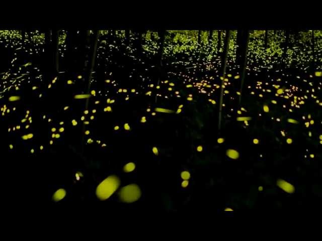 ヒメボタル 真夜中の饗宴 ♪ ♪ Firefly (Luciola parvula)