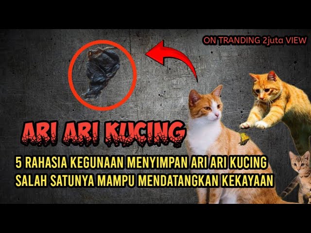 Sudden fortune ‼️ 5 Secret uses of cat's claws - including to bring wealth