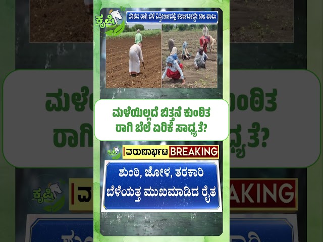 ಮಳೆಯಿಲ್ಲದೆ ಬಿತ್ತನೆ ಕುಂಠಿತ!! ರಾಗಿ ಬೆಲೆ ಏರಿಕೆ ಸಾಧ್ಯತೆ | Possibility of a rise in ragi prices