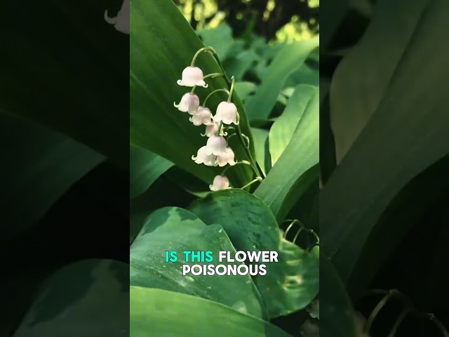 Is this flower poisonous? #coolfacts #flowers #poisonous